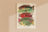 Great Barrier Reef Fishes Vintage Illustration Wall Art Print